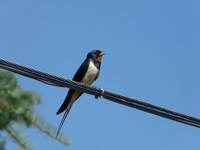 Animation Nature L'hirondelle fait le printemps Limoges