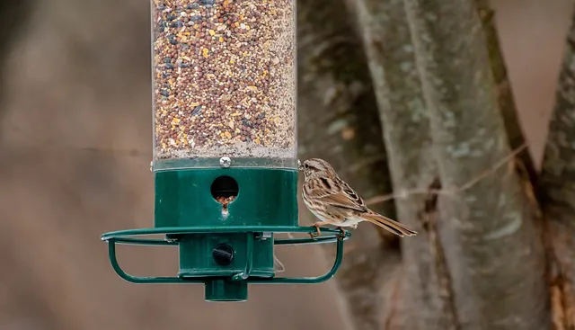 Animation Nature Une mangeoire pour les oiseaux en objets recyclés Limoges