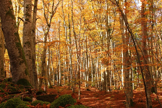 Animation Nature Dans la forêt sensorielle Limoges