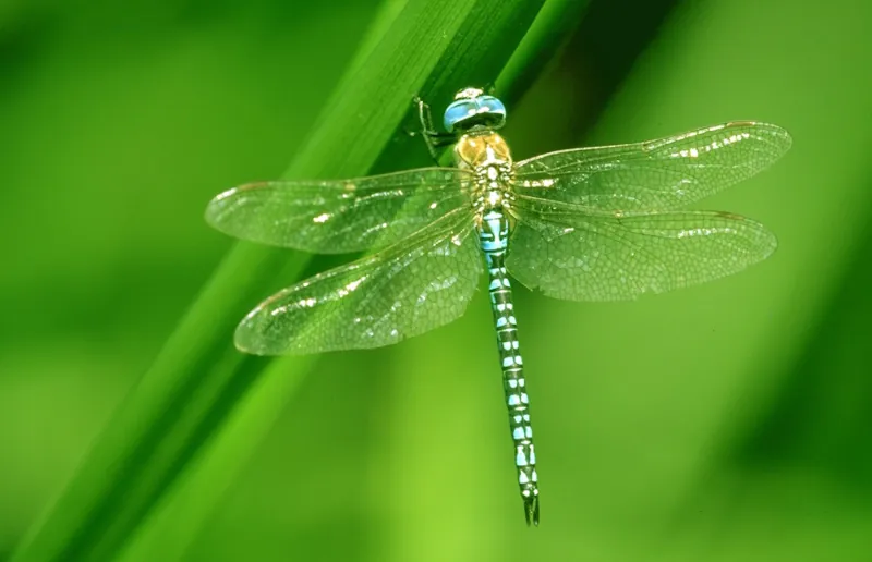 Découvertes des petites aquatiques