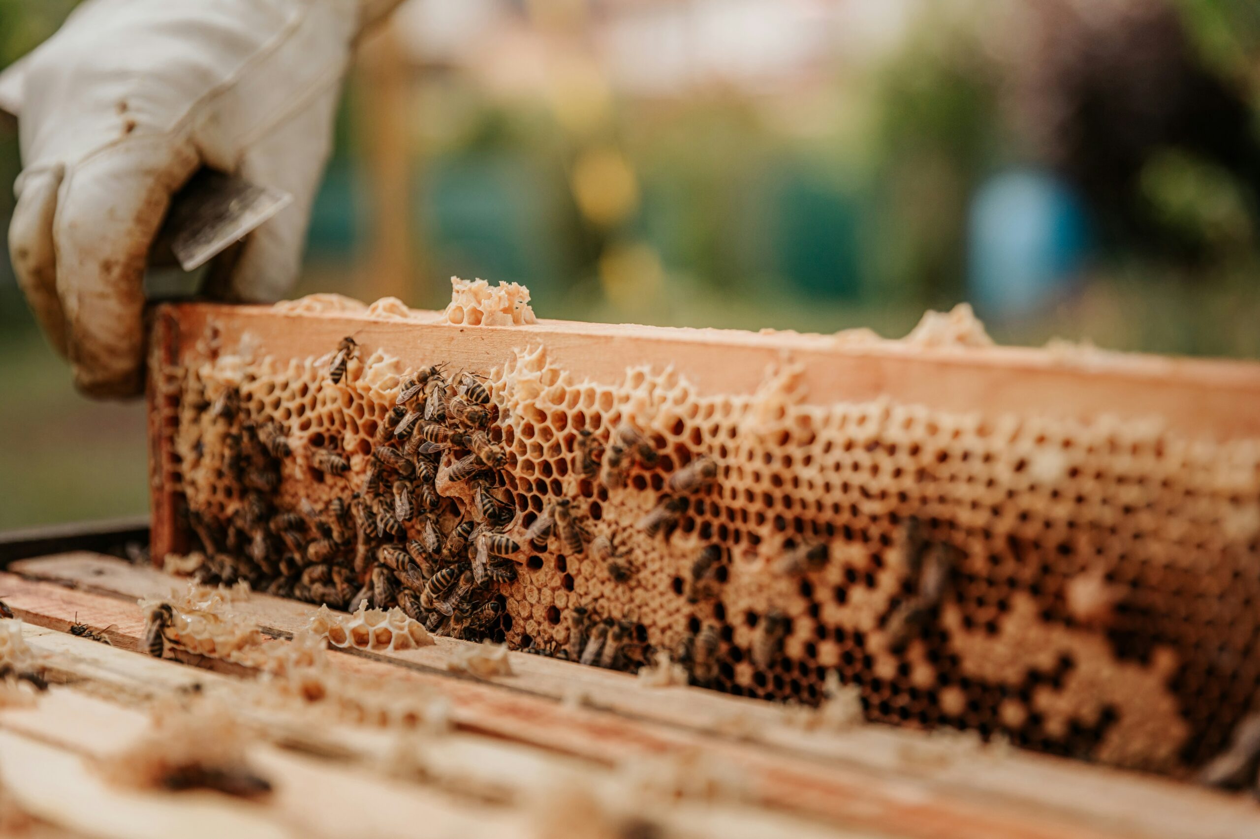 Les Ateliers enfants Atelier découverte apiculture en collaboration avec Mickaël Augeard (Mickapi)