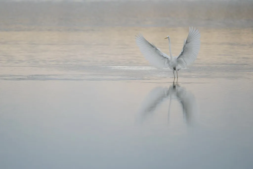 Découverte des oiseaux avec la LPO