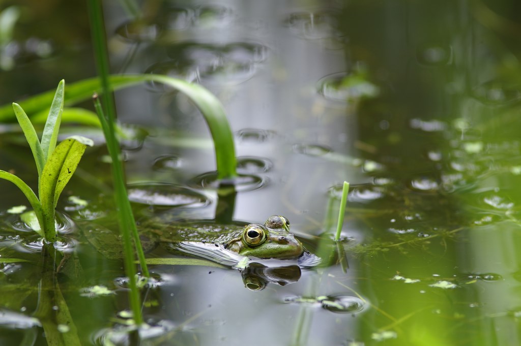 Fréquence grenouille