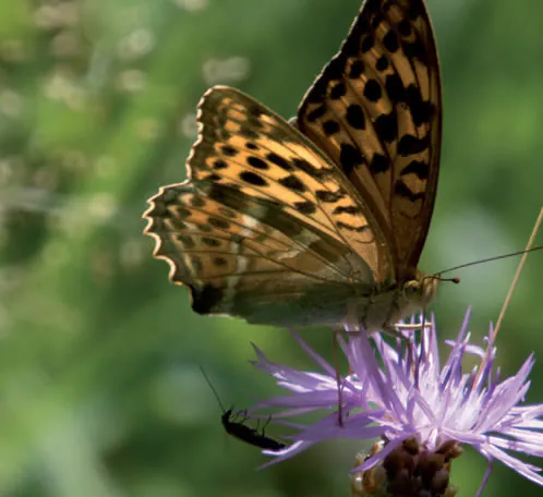 Opération papillon