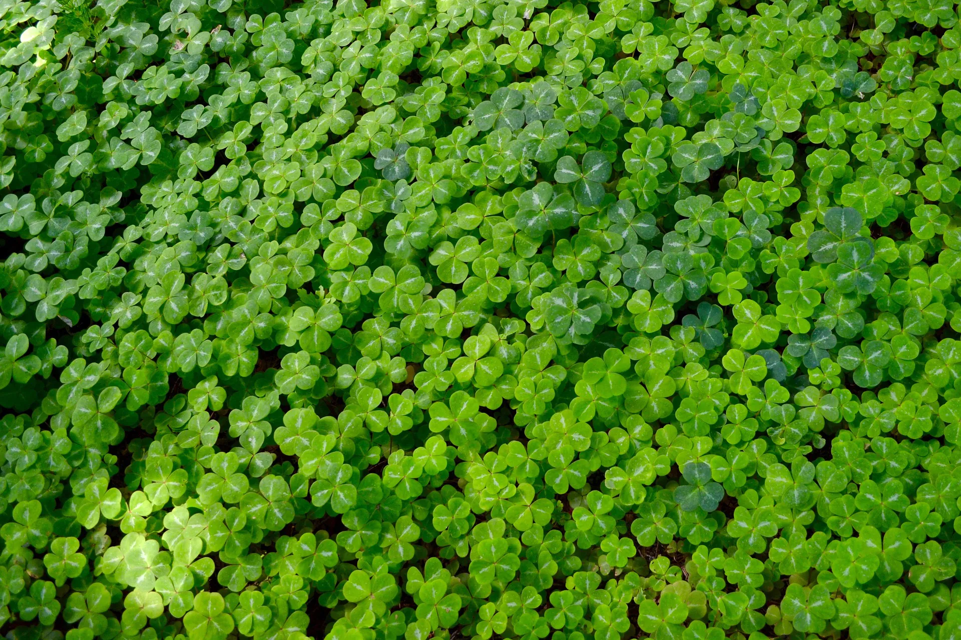 Saint Patrick musique Irlandaise ou presque