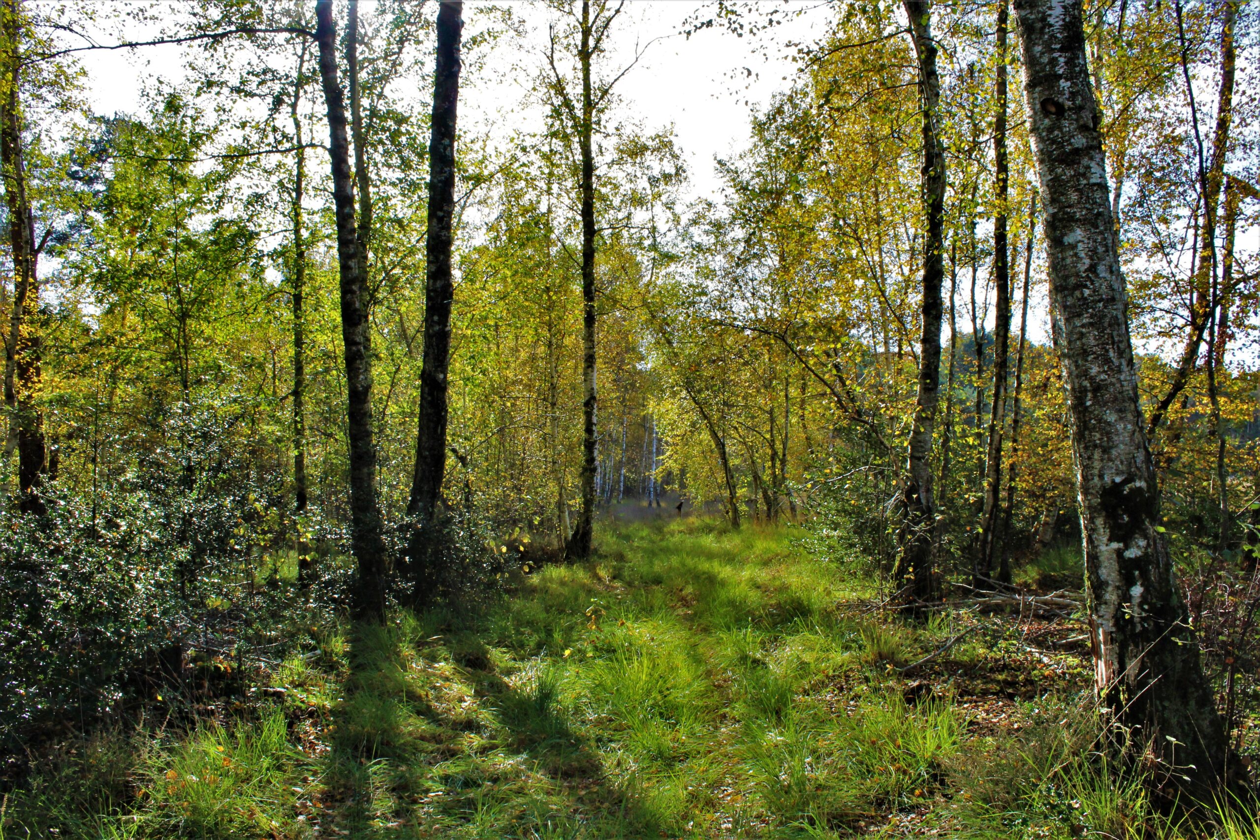 Escapades nature Allons voir du côté de la tourbière...