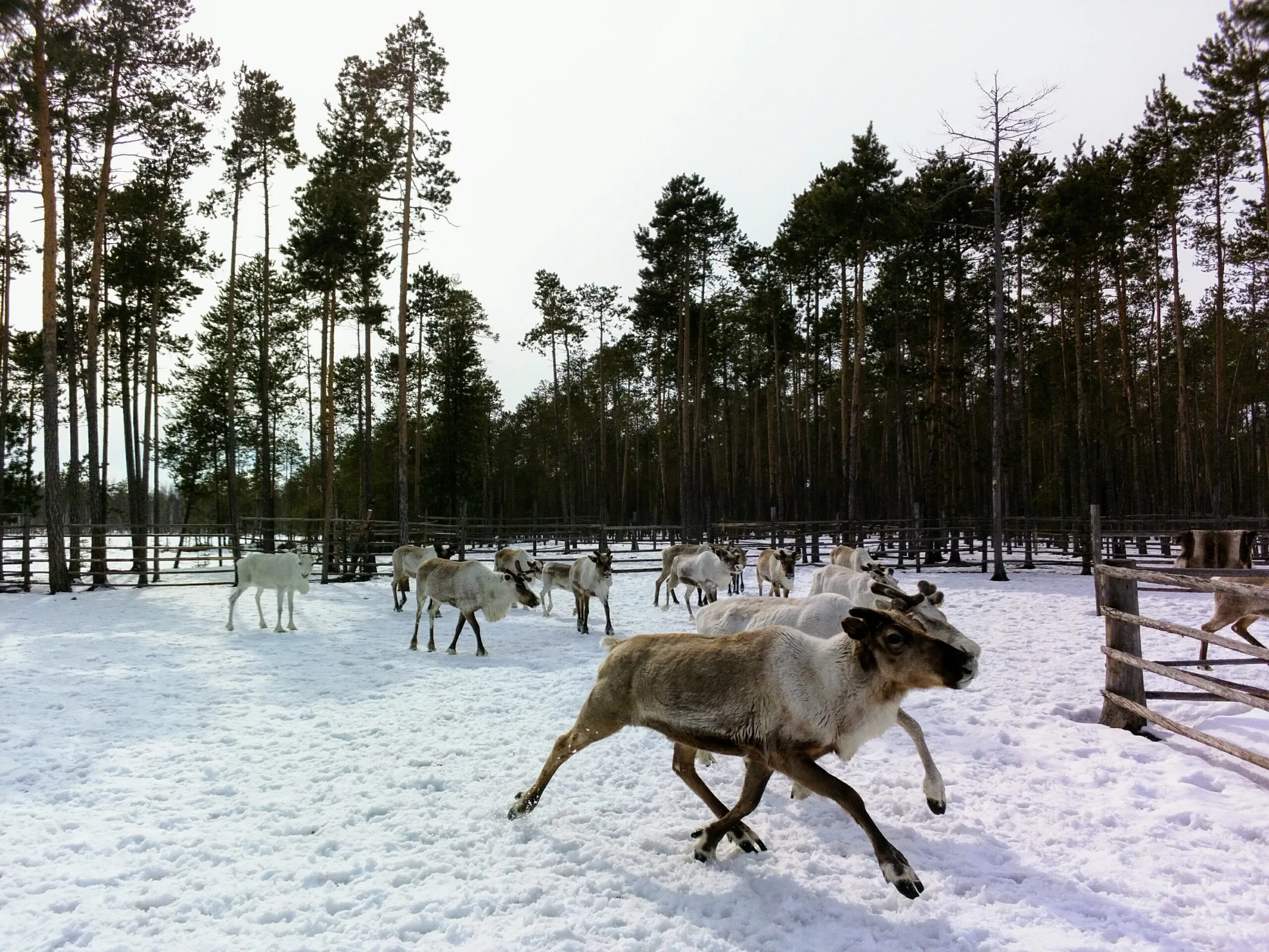 Spectacle "Dans la taiga"