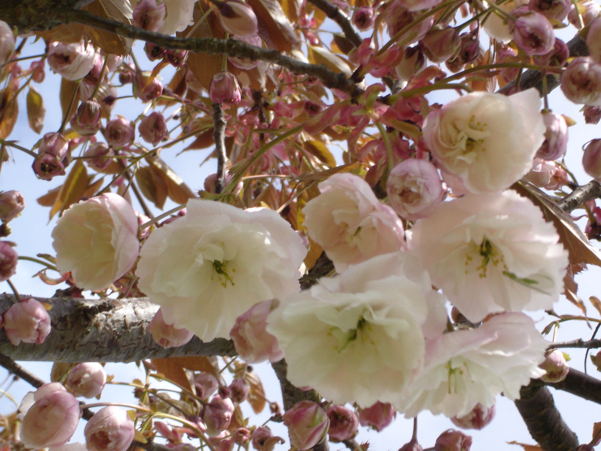 Visite guidée spéciale floraisons printanières