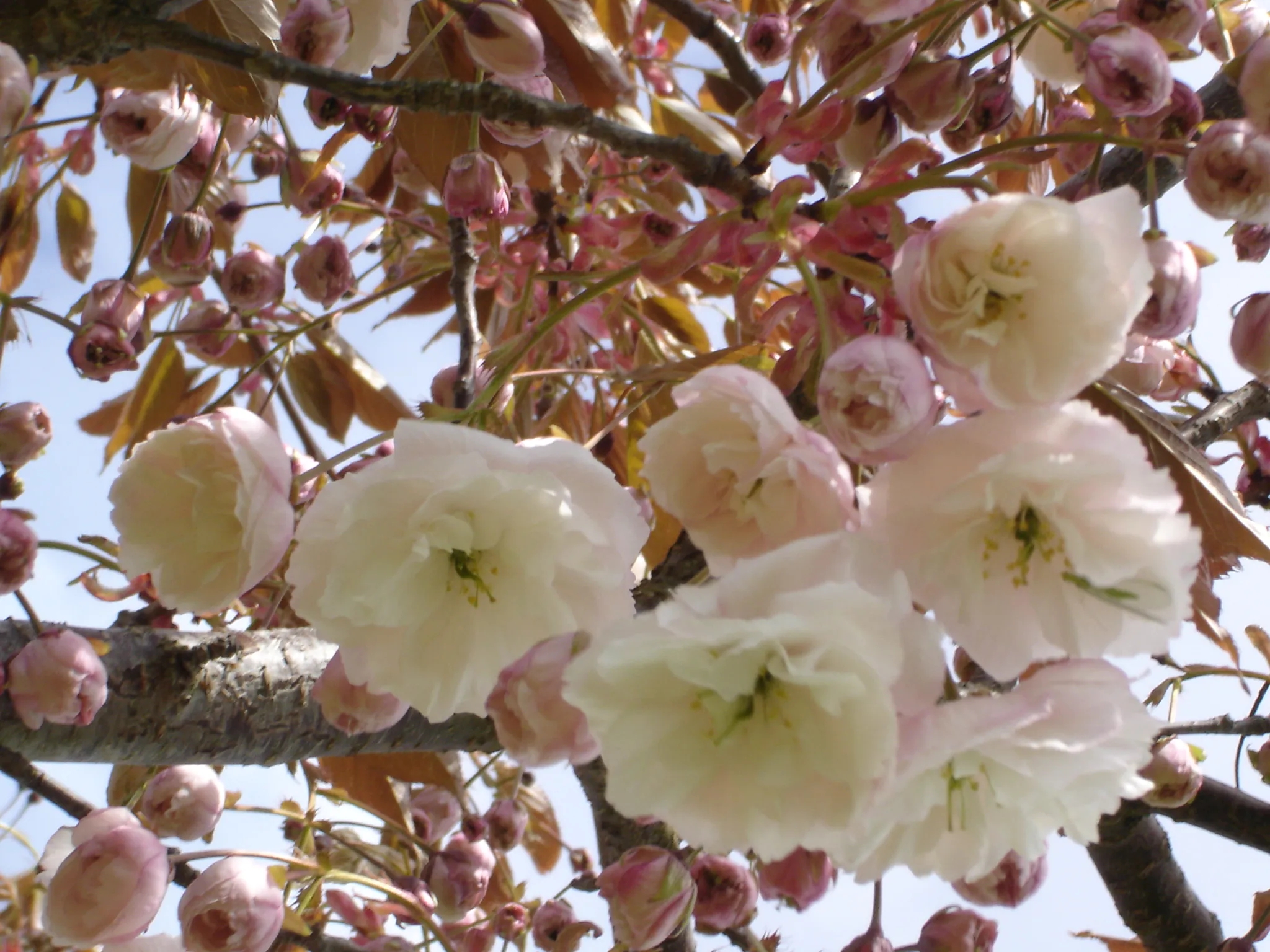 Visite guidée spéciale floraisons printanières