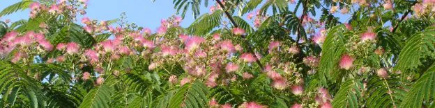 Les arbres d’ornement pour les petits jardins