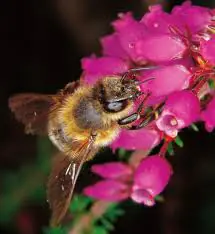 Atelier scientifique "les abeilles