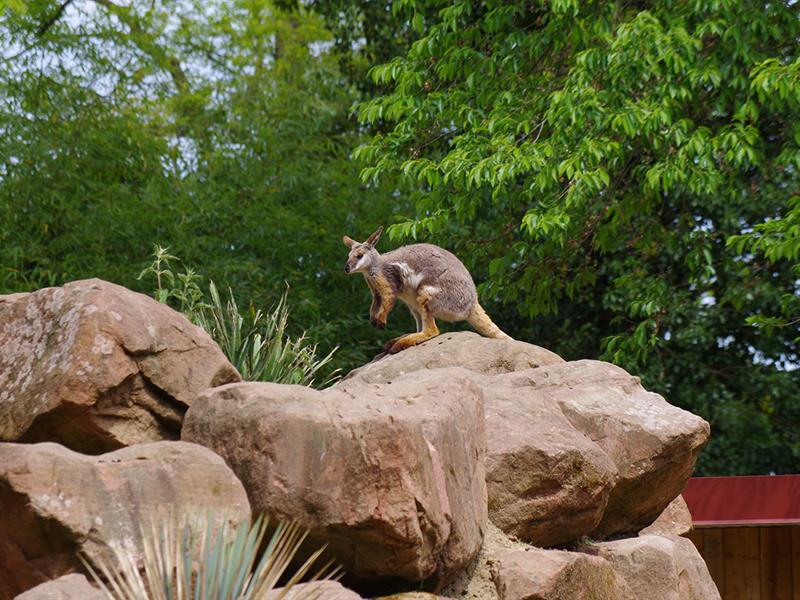 Visite guidée  curiosités zoologiques