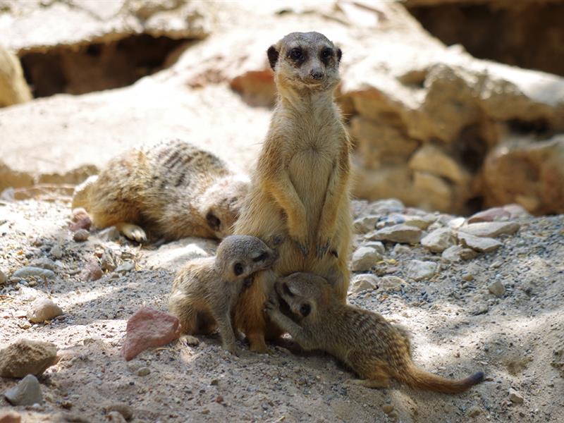 Visite guidée  naissances et programmes d'élevage au zoo