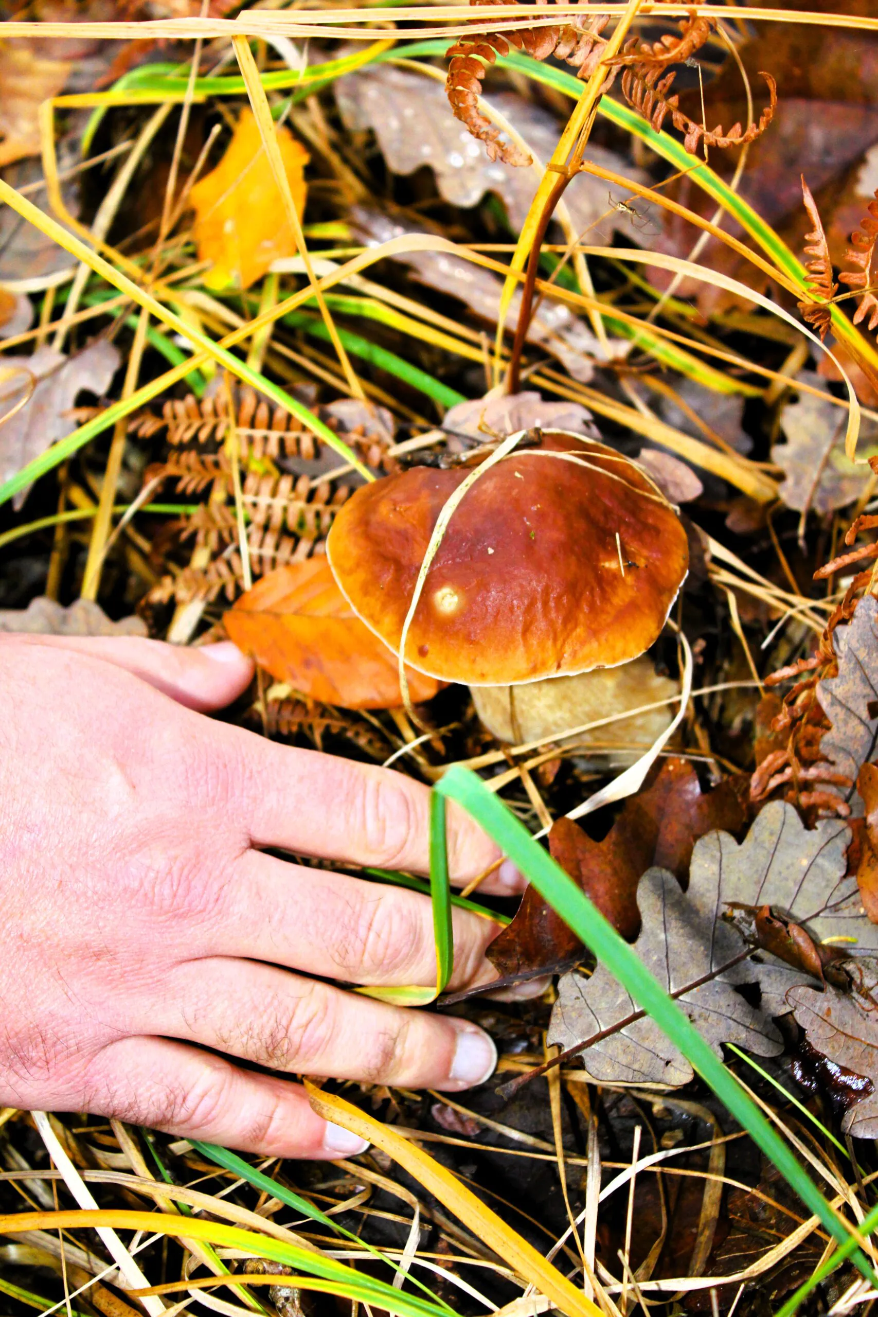 Sortie Nature Balade découverte des champignons