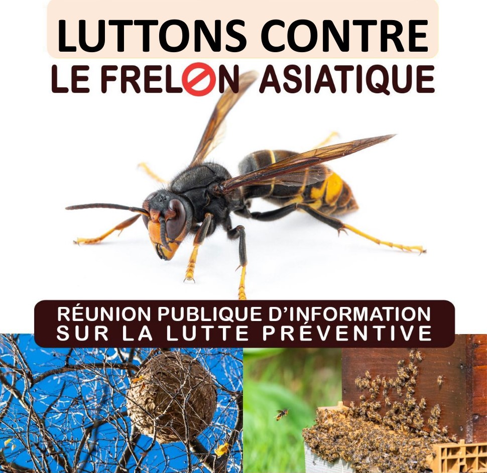 Réunion publique d'information lutte préventive contre le frelon asiatique