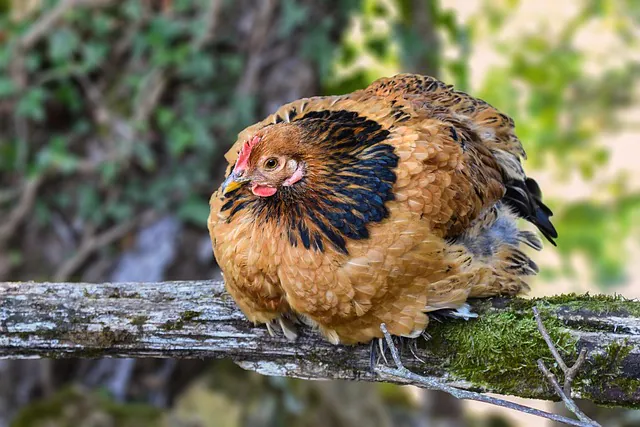 Animaux de basse cour et oiseaux exotiques