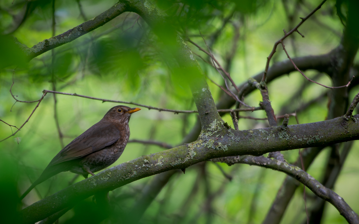 Oiseaux des jardins Maison Paris Nature Paris