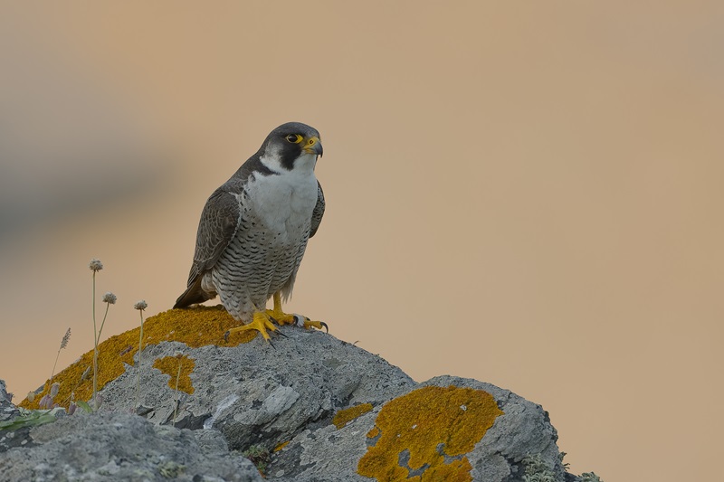 Conférence La faune en région Centre Val de Loire