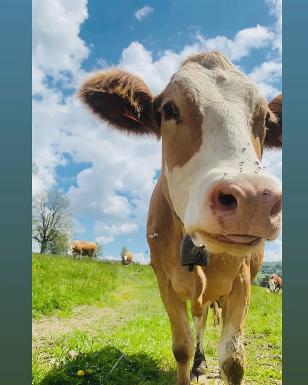 VISITE DE FERME A RIMEIZENC