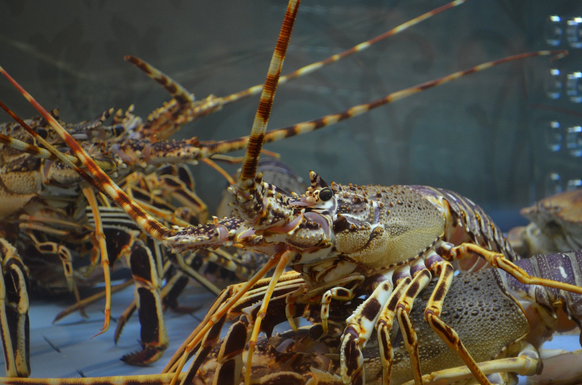 SORTIE PÊCHE À L'ÉCREVISSE