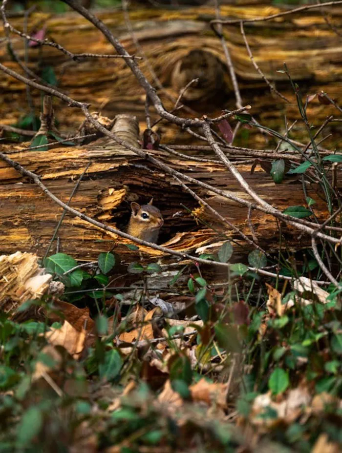 Qu'est ce qui se cache dans la forêt ? Pôle Culturel et Scientifique Alès