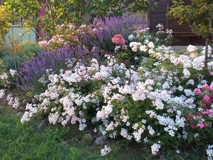 Visite découverte d'un jardin de roses et de pierre Roseraie du lion d'or Torcieu