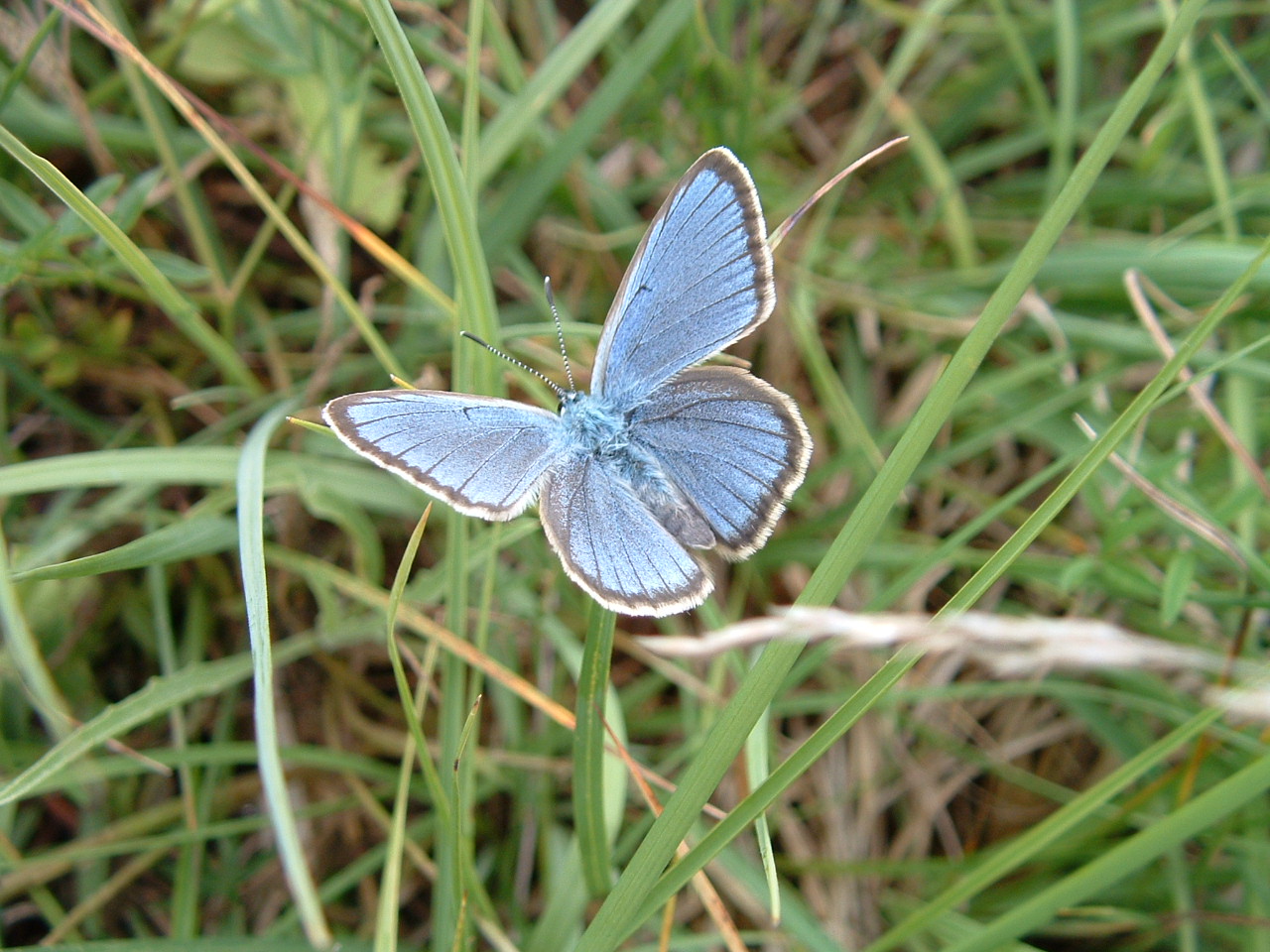 Papillons de Brenne