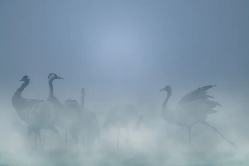 A la rencontre des Grues cendrée