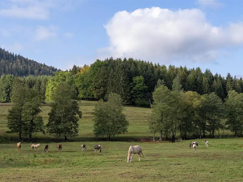 Sentiers Plaisir La clairière du Hang