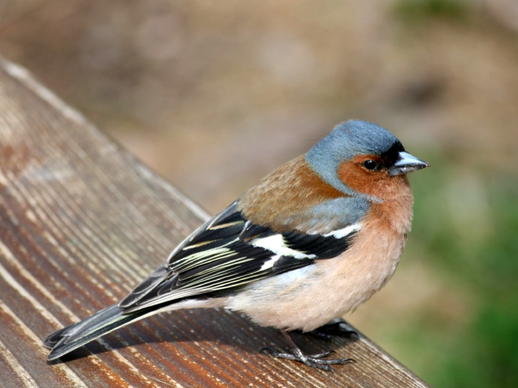 Balade Les oiseaux de nos campagnes