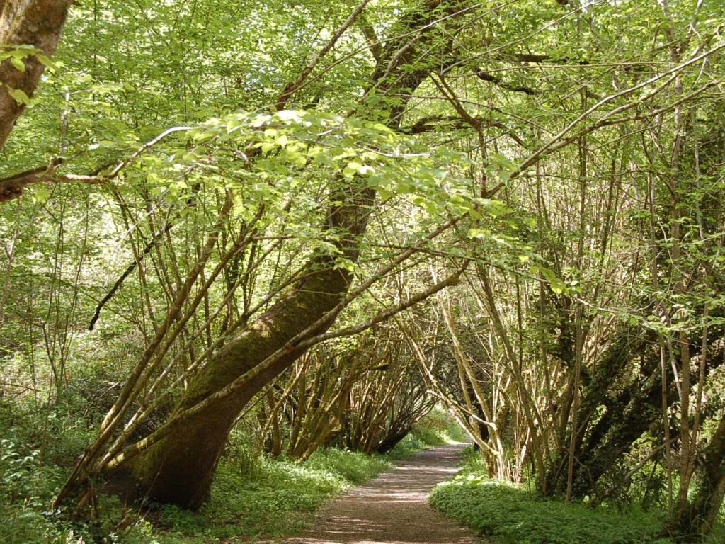 Balade L’éveil de la forêt à l’approche du printemps