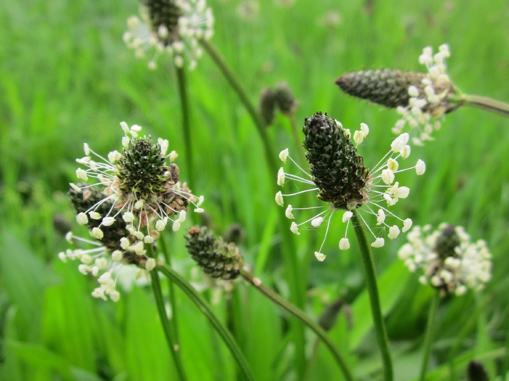 Balade Plantes comestibles