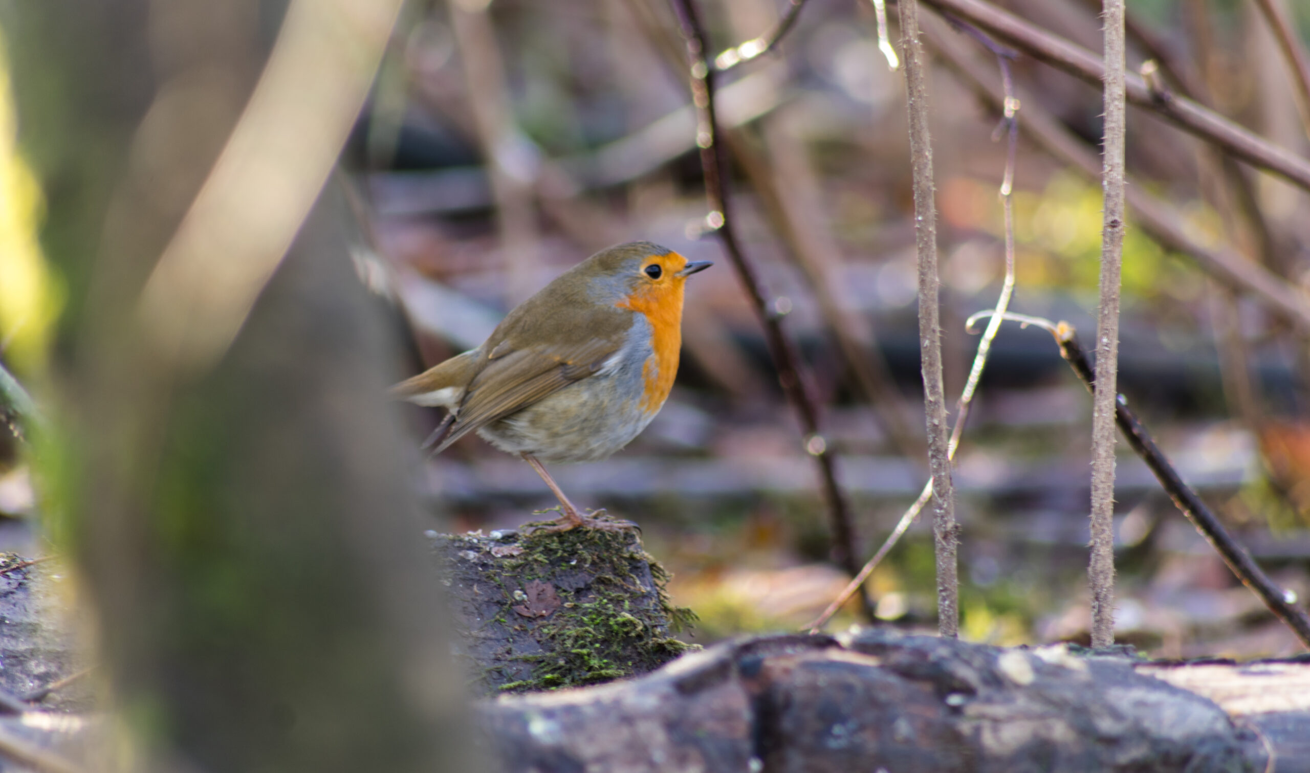 SORTIE NATURE CRIS ET CHANTS D'OISEAUX