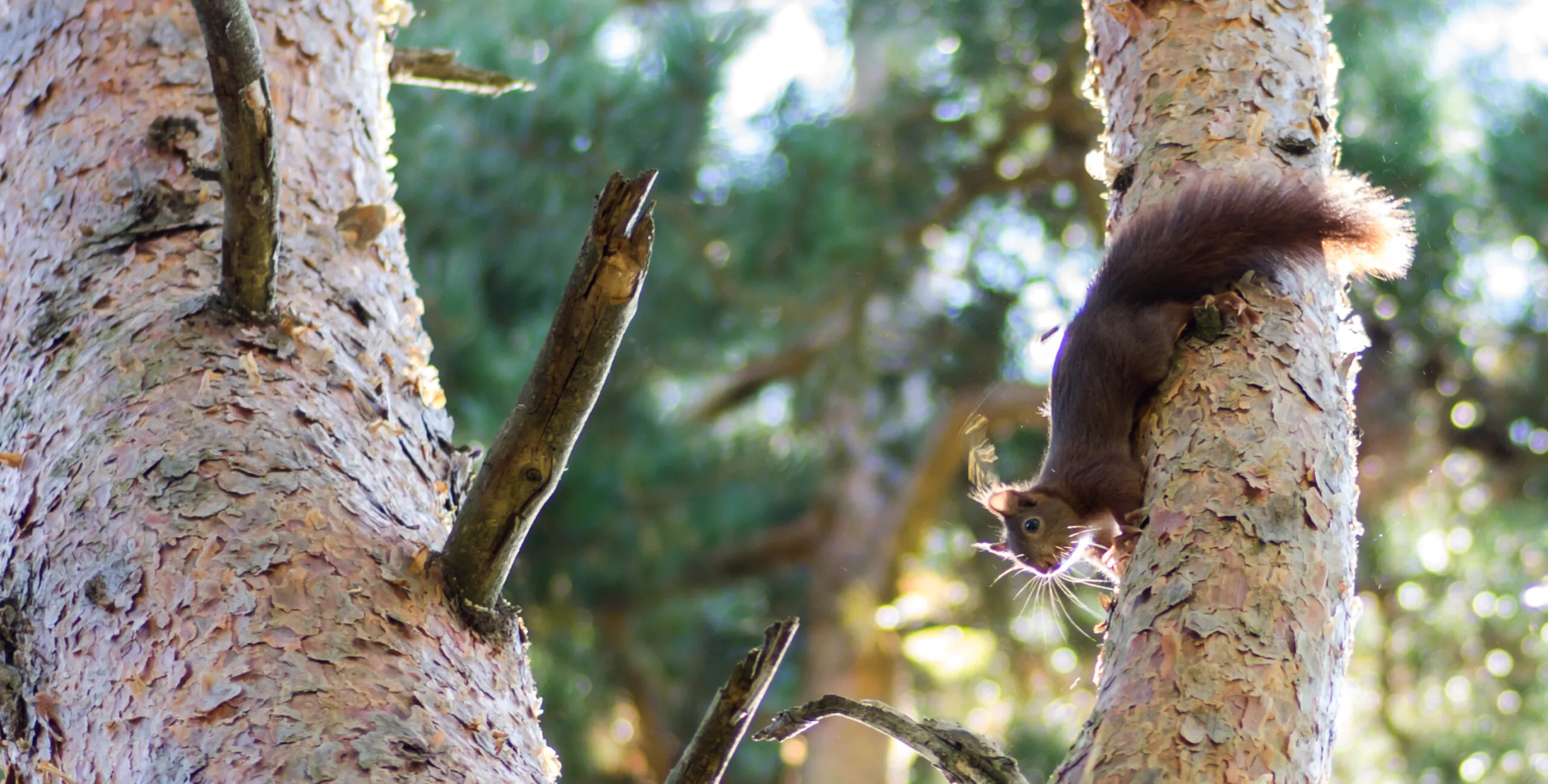 SORTIE NATURE LES MYSTÈRES DE NOS FORÊTS