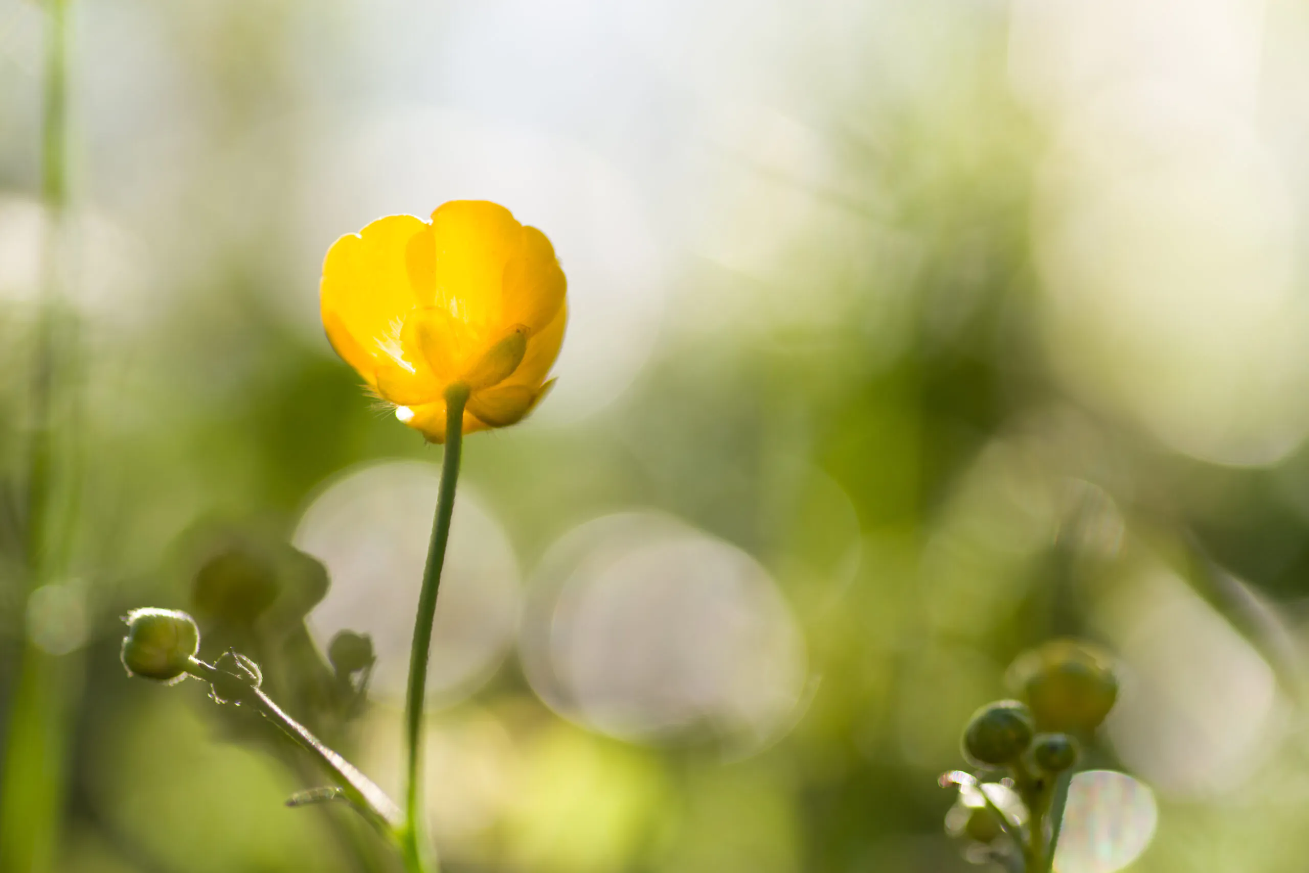 SORTIE NATURE HISTOIRES DE PLANTES  LES PLANTES COMESTIBLES