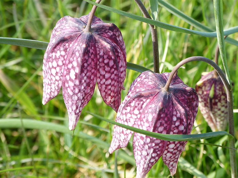 Découverte et dégustation de plantes sauvages comestibles