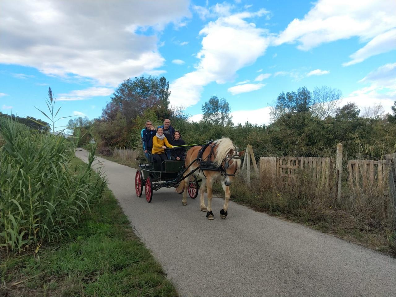 BALADE EN CALECHE DANS LES ALBERES