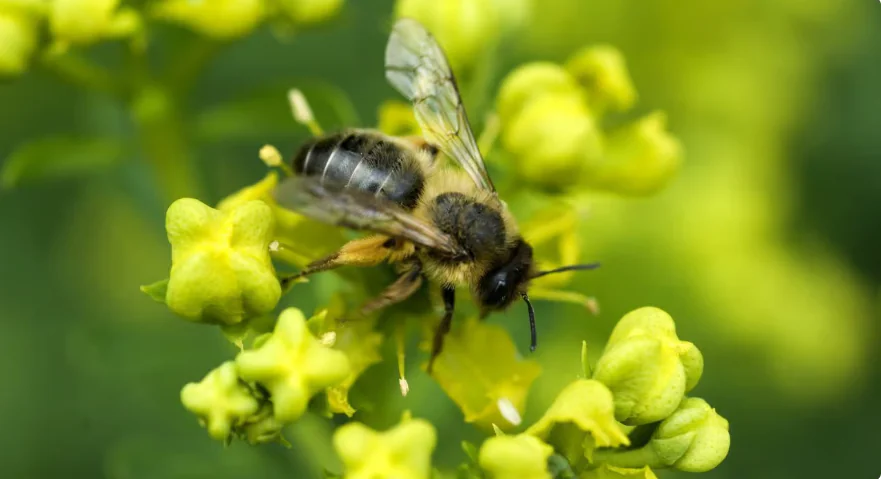 Génétique des abeilles