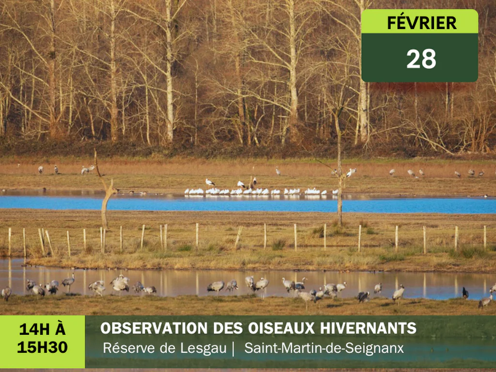 Animation Nature Observation des oiseaux hivernants