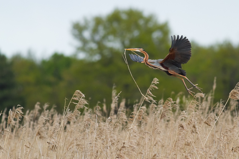 Les oiseaux de la réserve de Chérine