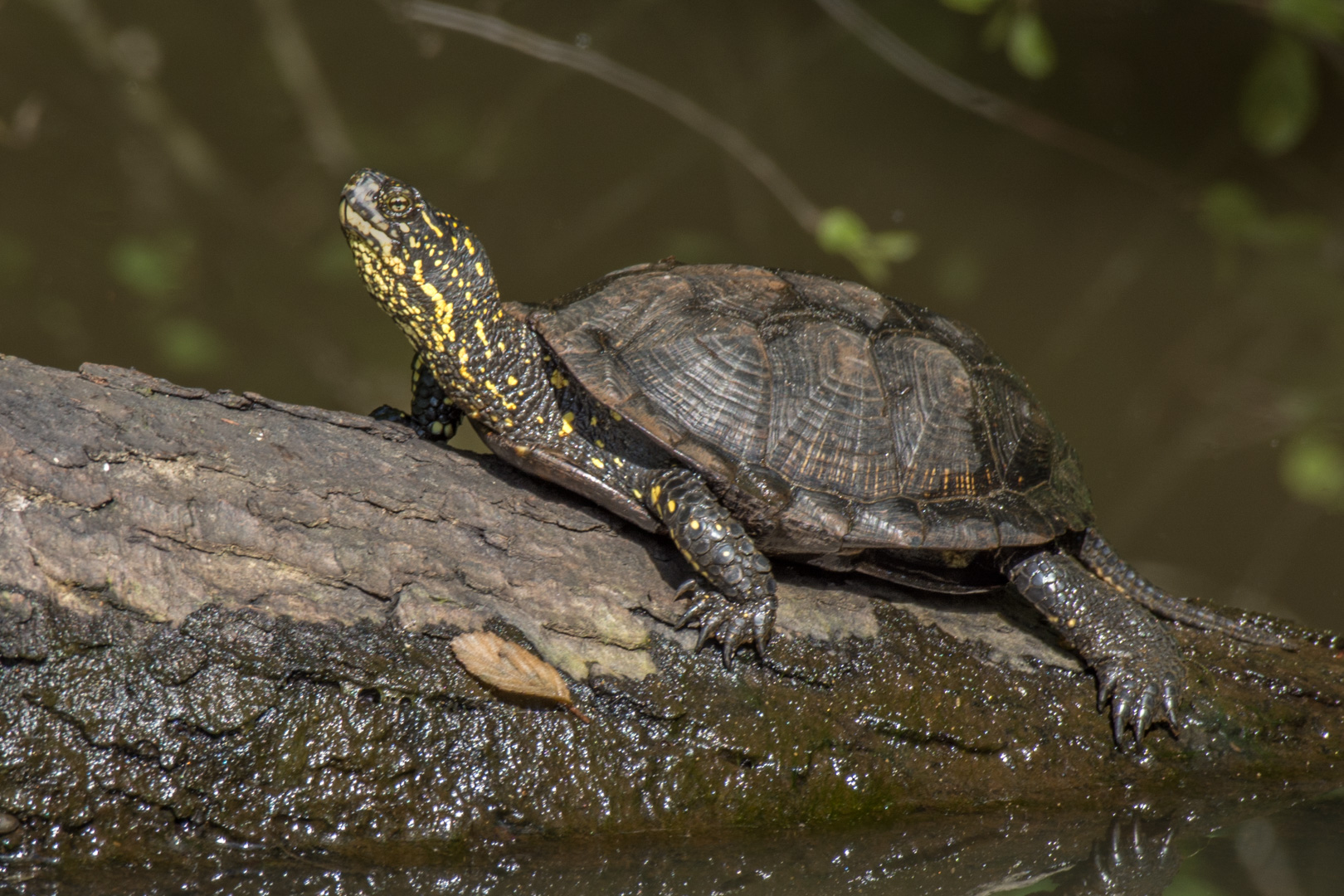 Sortie nature en milieux humides