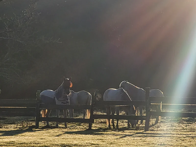 Semaine découverte du cheval