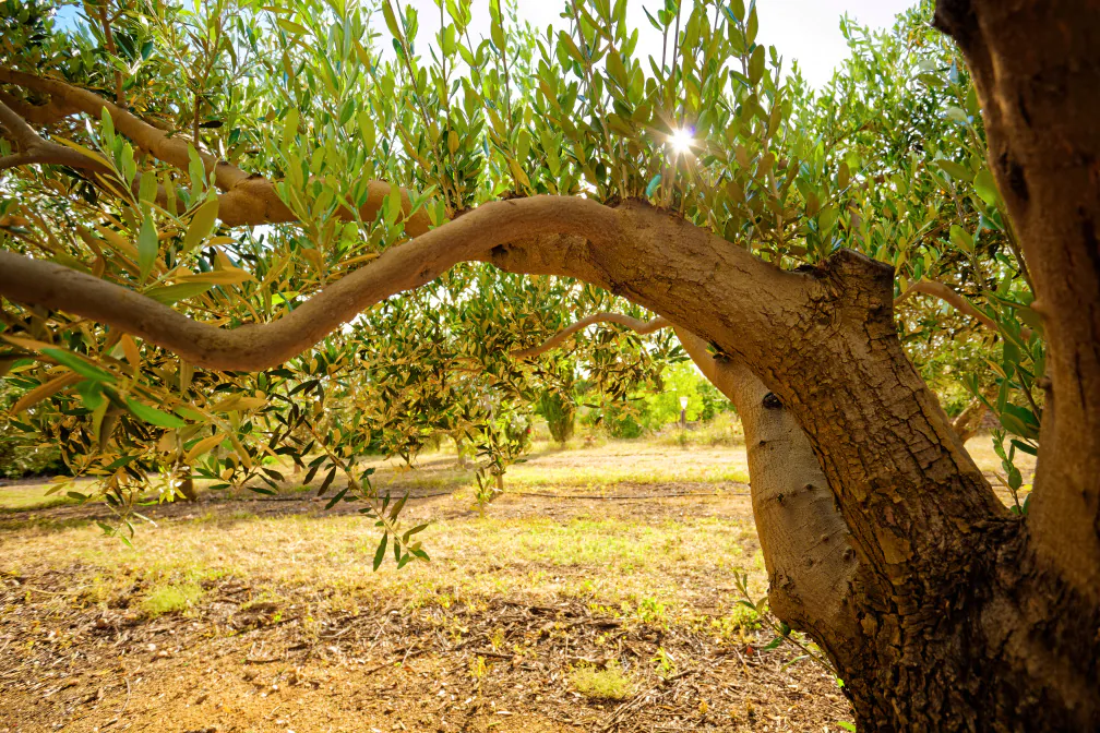 LES RDV GOURMANDS AU DOMAINE LUPIA SPÉCIAL TAILLE DES OLIVIERS