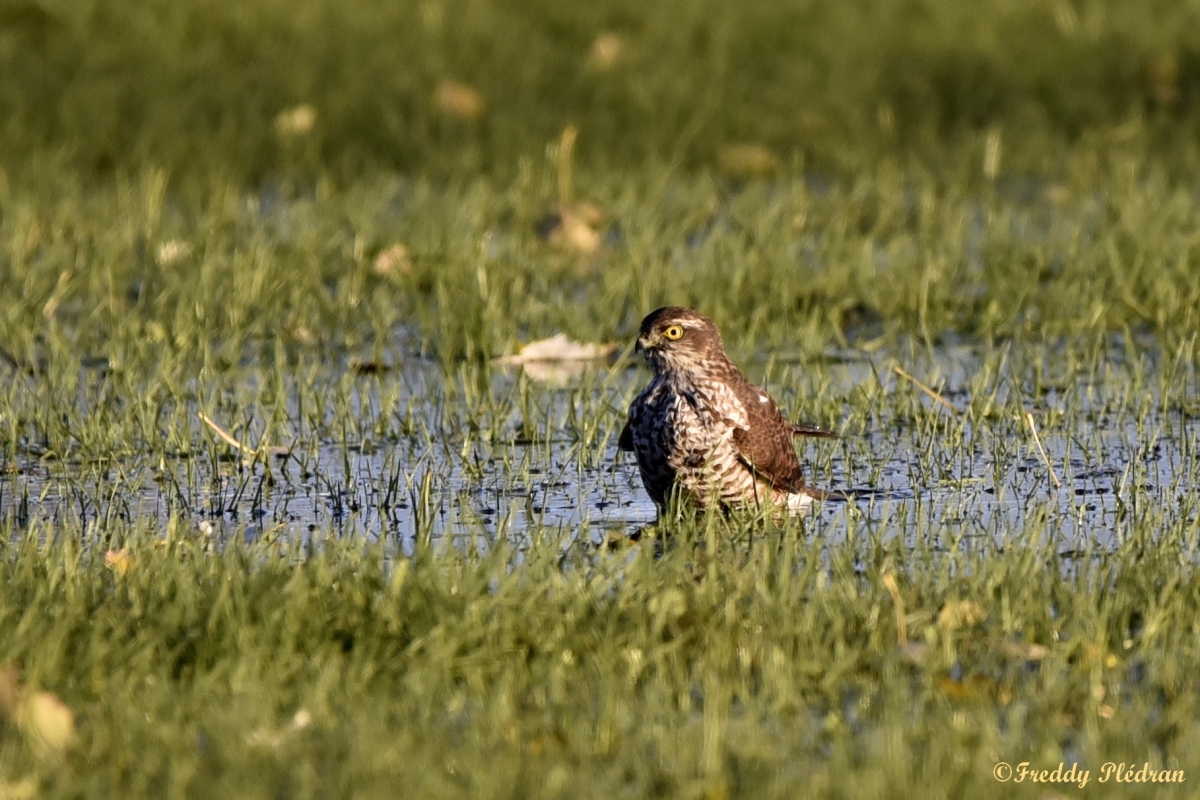 Reconnaissance des chants d'oiseaux