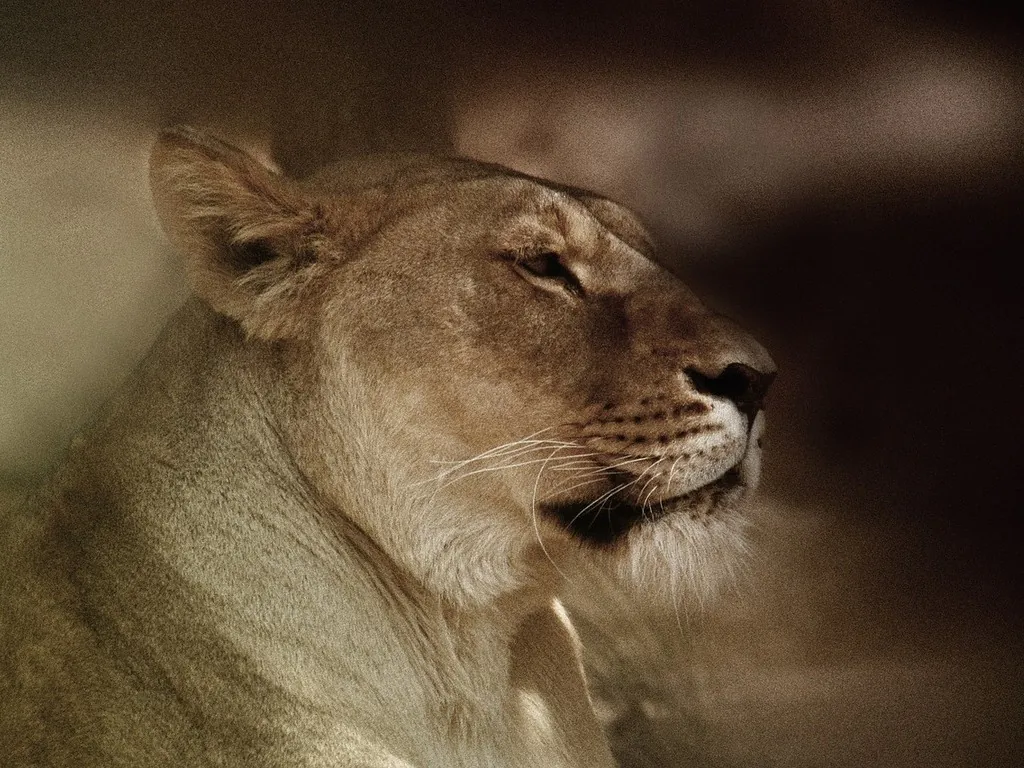 CONFÉRENCE LA PHOTOGRAPHIE ANIMALIÈRE