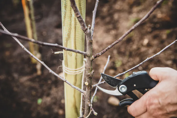 Formation taille de fruitiers Verger ZAC des collines - Bailleul Bailleul