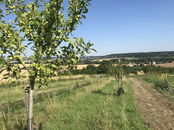 Visite du verger de la Distillerie du Sonneur Vergers de la Distillerie du Sonneur Ségrie