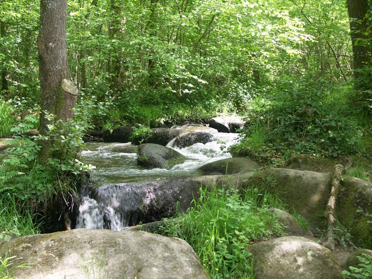 Des cascades pleines de vie