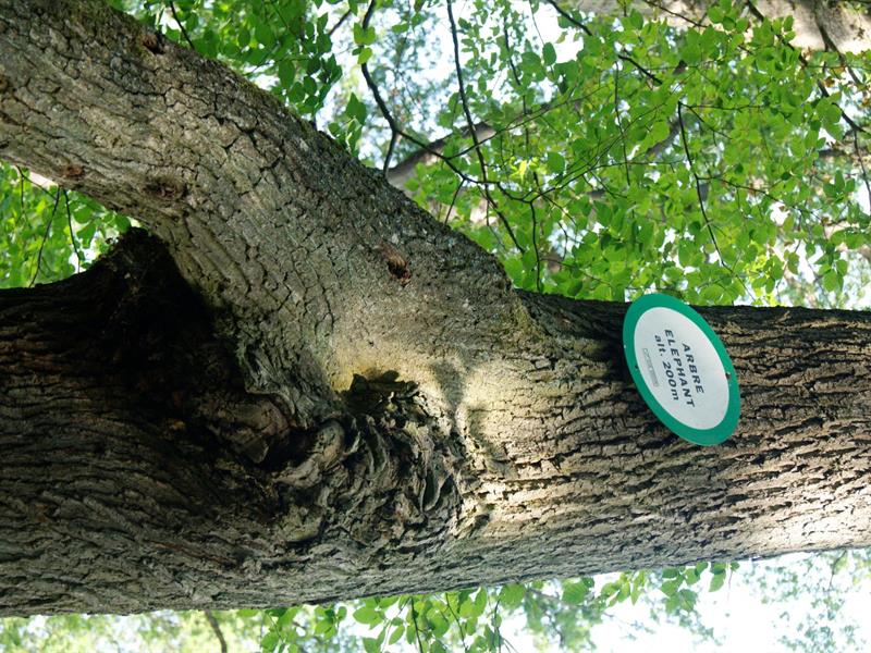 Circuit de l'Arbre Éléphant Obermodern-Zutzendorf Grand Est