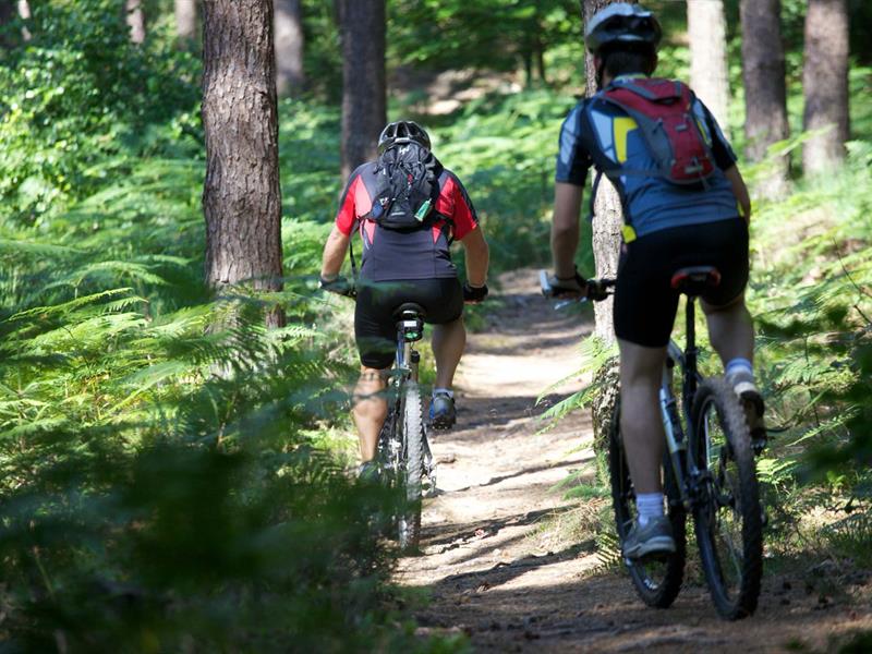 Circuit VTT du Taubensee Niederbronn-les-Bains Grand Est